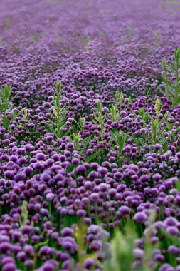Sleza Peyzaj Parkı 'nda, Polonya' nın güneybatısındaki Sleza Dağı 'nın eteğinde çiçek açan mor bir soğan tarlası..