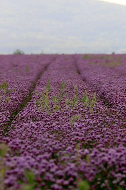 Sleza Peyzaj Parkı 'nda, Polonya' nın güneybatısındaki Sleza Dağı 'nın eteğinde çiçek açan mor bir soğan tarlası..
