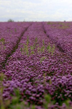 Sleza Peyzaj Parkı 'nda, Polonya' nın güneybatısındaki Sleza Dağı 'nın eteğinde çiçek açan mor bir soğan tarlası..
