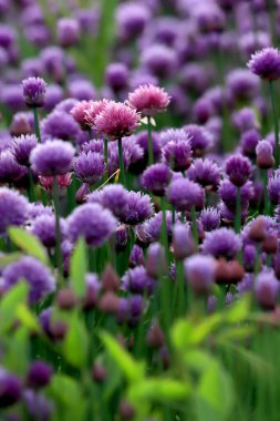 Sleza Peyzaj Parkı 'nda, Polonya' nın güneybatısındaki Sleza Dağı 'nın eteğinde çiçek açan mor bir soğan tarlası..