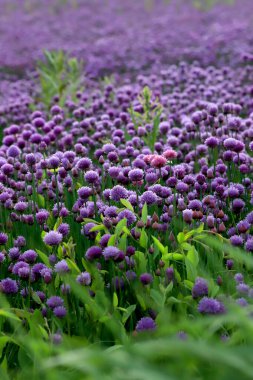Sleza Peyzaj Parkı 'nda, Polonya' nın güneybatısındaki Sleza Dağı 'nın eteğinde çiçek açan mor bir soğan tarlası..