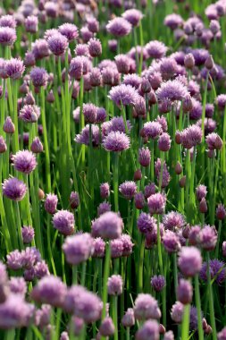 Sleza Peyzaj Parkı 'nda, Polonya' nın güneybatısındaki Sleza Dağı 'nın eteğinde çiçek açan mor bir soğan tarlası..