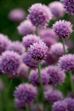 Sleza Peyzaj Parkı 'nda, Polonya' nın güneybatısındaki Sleza Dağı 'nın eteğinde çiçek açan mor bir soğan tarlası..