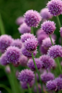 Sleza Peyzaj Parkı 'nda, Polonya' nın güneybatısındaki Sleza Dağı 'nın eteğinde çiçek açan mor bir soğan tarlası..