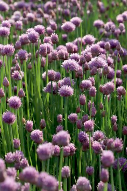 Sleza Peyzaj Parkı 'nda, Polonya' nın güneybatısındaki Sleza Dağı 'nın eteğinde çiçek açan mor bir soğan tarlası..