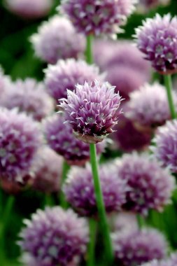 Sleza Peyzaj Parkı 'nda, Polonya' nın güneybatısındaki Sleza Dağı 'nın eteğinde çiçek açan mor bir soğan tarlası..