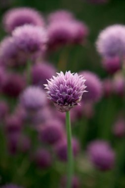 Sleza Peyzaj Parkı 'nda, Polonya' nın güneybatısındaki Sleza Dağı 'nın eteğinde çiçek açan mor bir soğan tarlası..