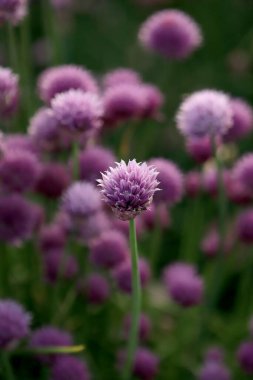 Sleza Peyzaj Parkı 'nda, Polonya' nın güneybatısındaki Sleza Dağı 'nın eteğinde çiçek açan mor bir soğan tarlası..