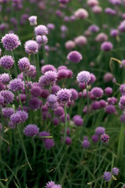 Sleza Peyzaj Parkı 'nda, Polonya' nın güneybatısındaki Sleza Dağı 'nın eteğinde çiçek açan mor bir soğan tarlası..