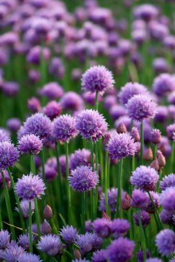 Sleza Peyzaj Parkı 'nda, Polonya' nın güneybatısındaki Sleza Dağı 'nın eteğinde çiçek açan mor bir soğan tarlası..