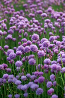 Sleza Peyzaj Parkı 'nda, Polonya' nın güneybatısındaki Sleza Dağı 'nın eteğinde çiçek açan mor bir soğan tarlası..