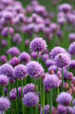 Sleza Peyzaj Parkı 'nda, Polonya' nın güneybatısındaki Sleza Dağı 'nın eteğinde çiçek açan mor bir soğan tarlası..