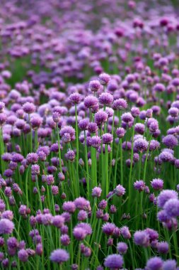 Sleza Peyzaj Parkı 'nda, Polonya' nın güneybatısındaki Sleza Dağı 'nın eteğinde çiçek açan mor bir soğan tarlası..
