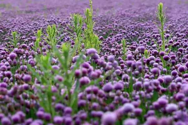 Ett Lila Fält Blommande Gräslök Sleza Landscape Park Vid Foten — Stockfoto