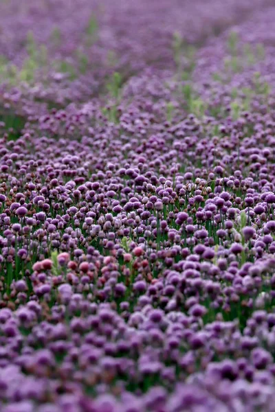 Een Paars Veld Van Bloeiende Bieslook Het Sleza Landscape Park — Stockfoto