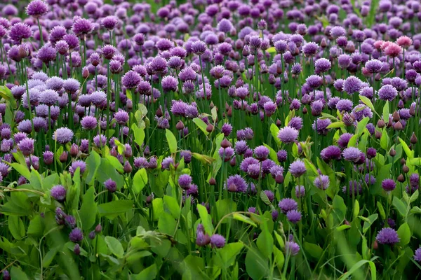 Фиолетовое Поле Цветущего Лука Ландшафтном Парке Слеза Подножия Горы Слеза — стоковое фото