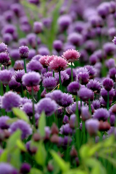 Purple Field Blooming Chives Sleza Landscape Park Foot Sleza Mountain — Stock Photo, Image