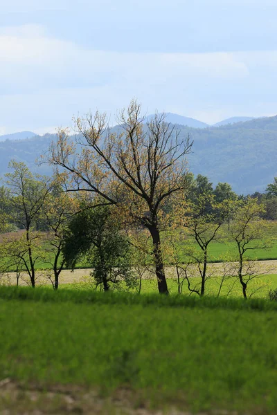 Sleza Landscape Park Στους Πρόποδες Του Όρους Sleza Στη Νοτιοδυτική — Φωτογραφία Αρχείου