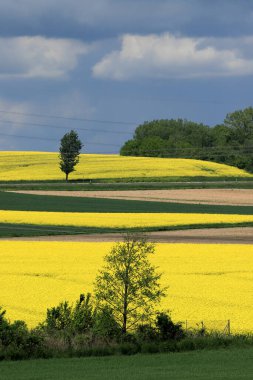 Sleza Peyzaj Parkı, Sleza Dağı 'nın eteklerinde, Polonya' nın güneybatısında, Avrupa. Bahar manzarası.