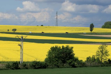 Sleza Peyzaj Parkı, Sleza Dağı 'nın eteklerinde, Polonya' nın güneybatısında, Avrupa. Bahar manzarası.