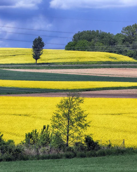 Sleza Landscape Park Στους Πρόποδες Του Όρους Sleza Στη Νοτιοδυτική — Φωτογραφία Αρχείου