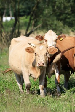 Rudawy Janowickie bölgesinde (Polonya 'nın güneybatısındaki dağlar, Avrupa) ineklerin üretilmesi).