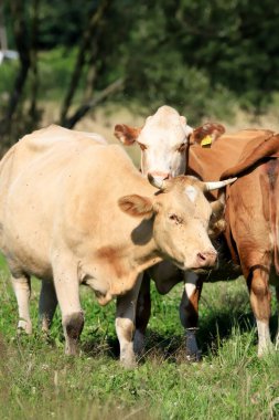 Rudawy Janowickie bölgesinde (Polonya 'nın güneybatısındaki dağlar, Avrupa) ineklerin üretilmesi).