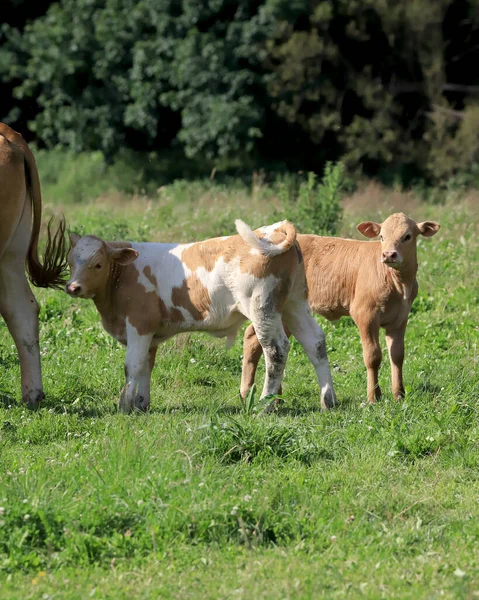 Breeding Cows Janowice Wielkie Area Rudawy Janowickie Mountains South West — Stock Photo, Image