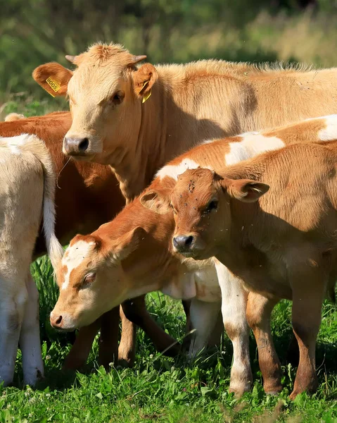 Breeding Cows Janowice Wielkie Area Rudawy Janowickie Mountains South West — Stock Photo, Image