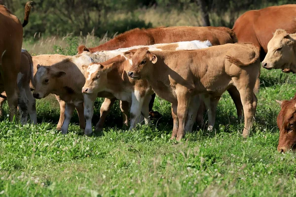 Cría Vacas Janowice Wielkie Zona Rudawy Janowickie Montañas Suroeste Polonia —  Fotos de Stock