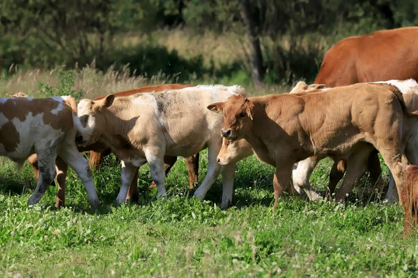 The breeding of cows in Janowice Wielkie in the area of Rudawy Janowickie (Mountains in south-west Poland, Europe).