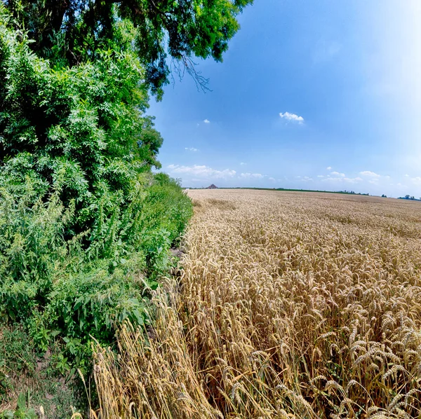 Grain Field Sunny Summer Day — Stock Photo, Image