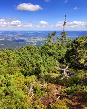 Karkonosze Ulusal Parkı 'nda yaz dağı manzarası. Dev Dağlardaki çam ağacı, Polonya, Avrupa.