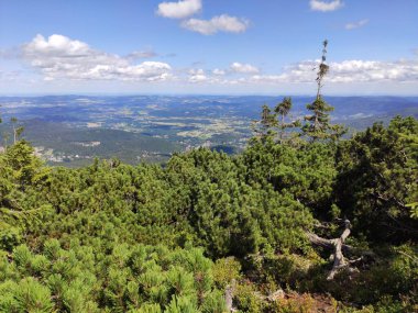 Karkonosze Ulusal Parkı 'nda yaz dağı manzarası. Dev Dağlardaki çam ağacı, Polonya, Avrupa.
