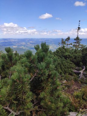 Karkonosze Ulusal Parkı 'nda yaz dağı manzarası. Dev Dağlardaki çam ağacı, Polonya, Avrupa.