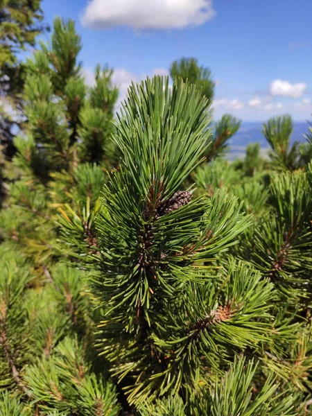 Vista Para Montanha Verão Parque Nacional Karkonosze Pinheiro Nas Montanhas — Fotografia de Stock