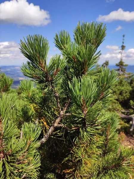 Vista Para Montanha Verão Parque Nacional Karkonosze Pinheiro Nas Montanhas — Fotografia de Stock