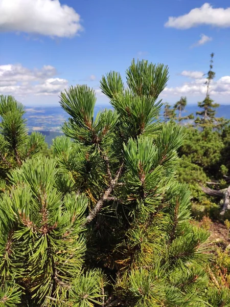 Vista Para Montanha Verão Parque Nacional Karkonosze Pinheiro Nas Montanhas — Fotografia de Stock