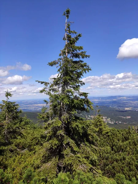 Zomer Uitzicht Bergen Het Karkonosze National Park Bergdennen Het Reuzengebergte — Stockfoto