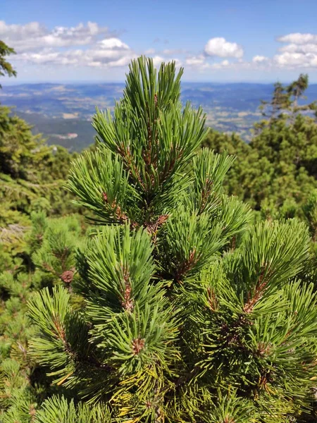 Vista Para Montanha Verão Parque Nacional Karkonosze Pinheiro Nas Montanhas — Fotografia de Stock