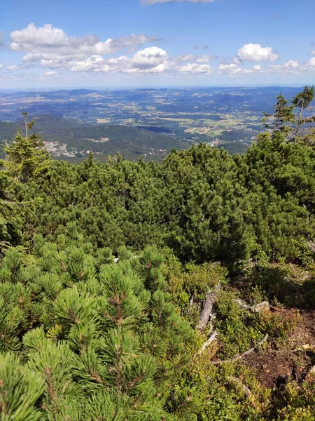 Sommer Bergblick Nationalpark Riesengebirge Latschenkiefern Riesengebirge Polen Europa — Stockfoto
