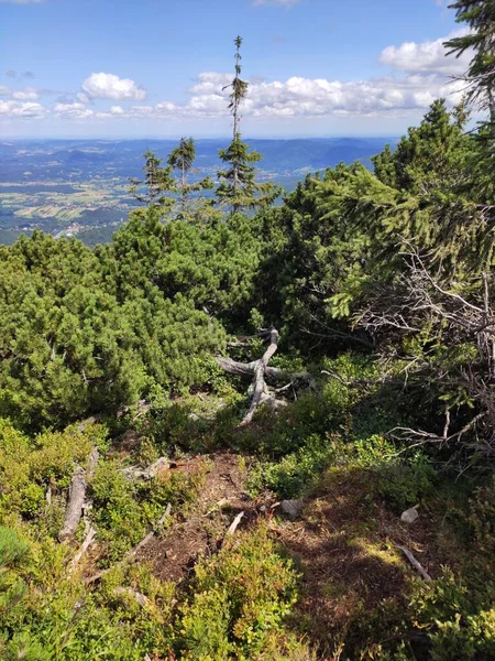 Letní Pohled Hory Národním Parku Karkonosze Horská Borovice Krkonoších Polsko — Stock fotografie