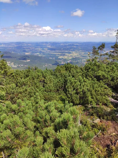 Vista Para Montanha Verão Parque Nacional Karkonosze Pinheiro Nas Montanhas — Fotografia de Stock