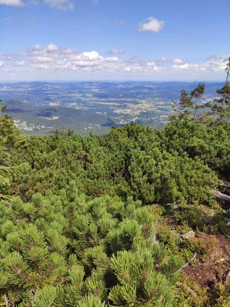 Letní Pohled Hory Národním Parku Karkonosze Horská Borovice Krkonoších Polsko — Stock fotografie