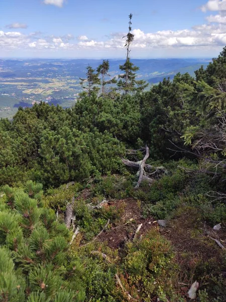 Vue Sur Montagne Été Dans Parc National Karkonosze Pin Montagne — Photo