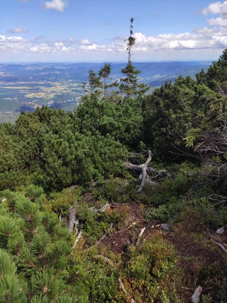 Vista Para Montanha Verão Parque Nacional Karkonosze Pinheiro Nas Montanhas — Fotografia de Stock