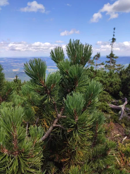 Vista Para Montanha Verão Parque Nacional Karkonosze Pinheiro Nas Montanhas — Fotografia de Stock