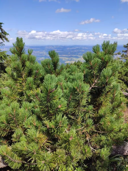 Vista Para Montanha Verão Parque Nacional Karkonosze Pinheiro Nas Montanhas — Fotografia de Stock