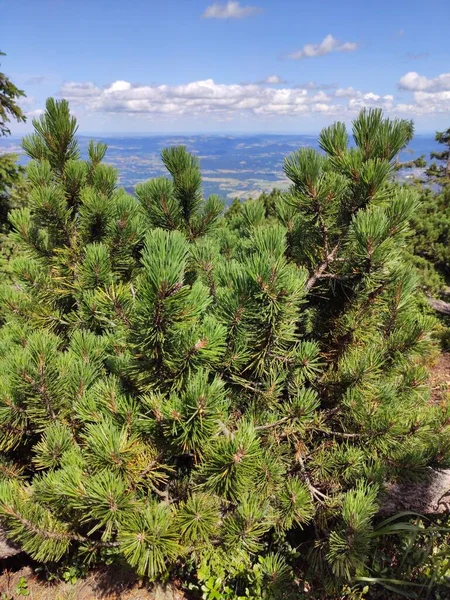 Vista Para Montanha Verão Parque Nacional Karkonosze Pinheiro Nas Montanhas — Fotografia de Stock