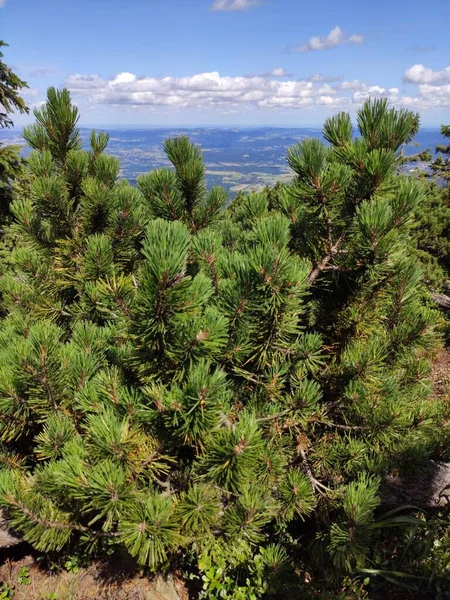 Vista Para Montanha Verão Parque Nacional Karkonosze Pinheiro Nas Montanhas — Fotografia de Stock